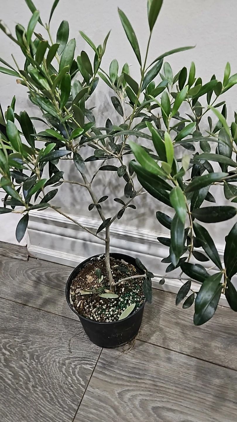 Dwarf Olive Tree
