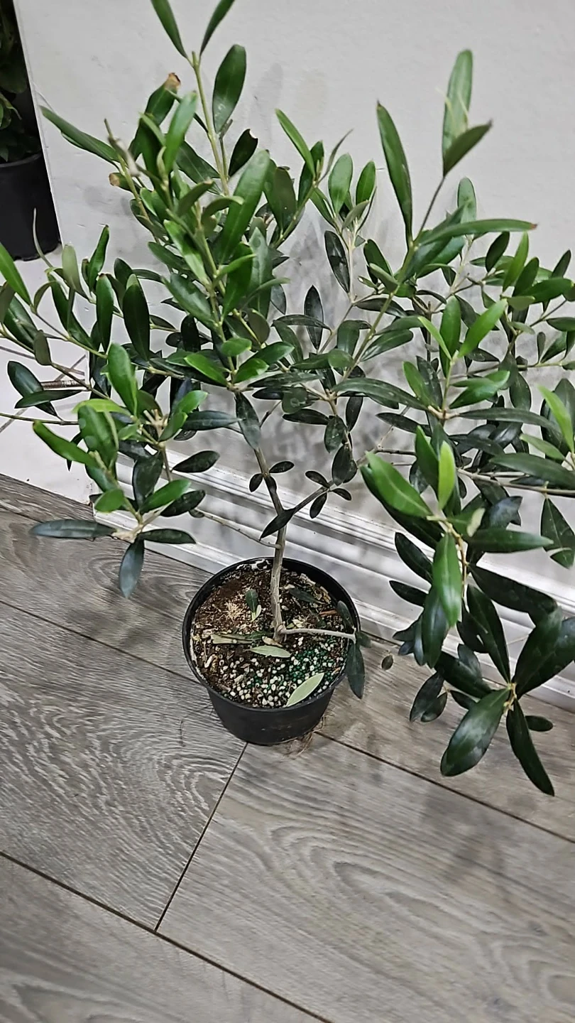 Dwarf Olive Tree - photo 2