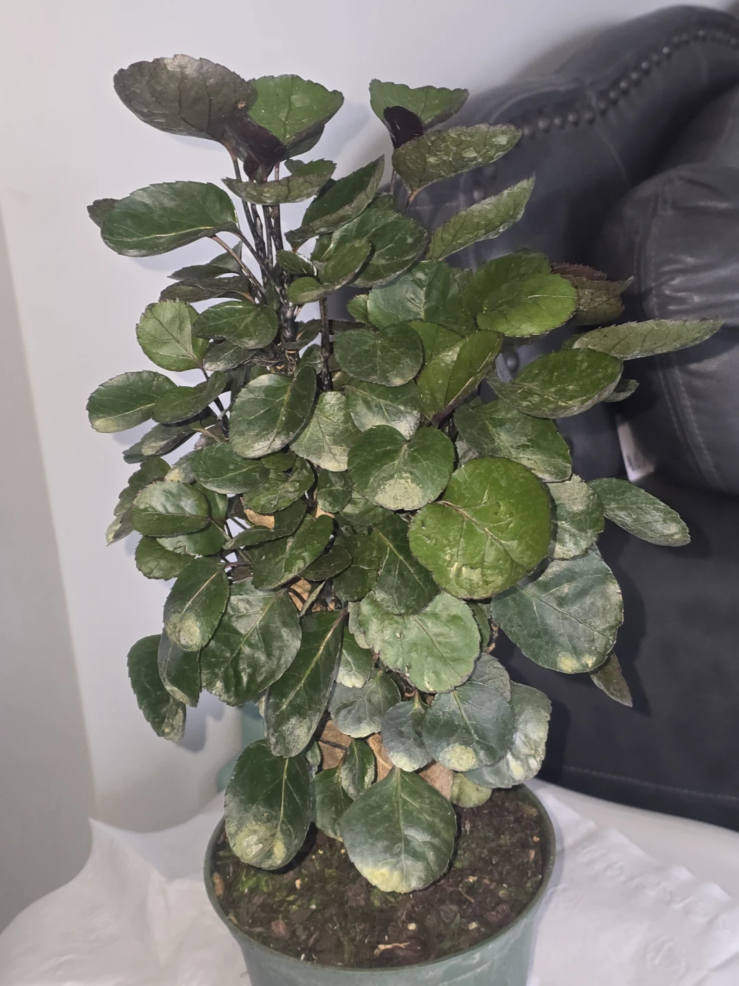 Decorative Houseplant