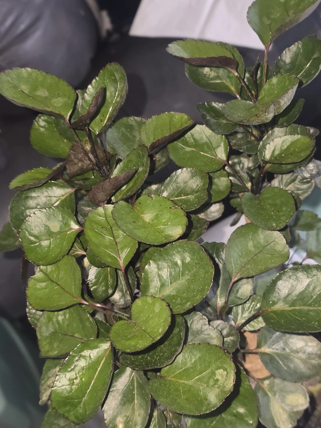 Decorative Houseplant - photo 2