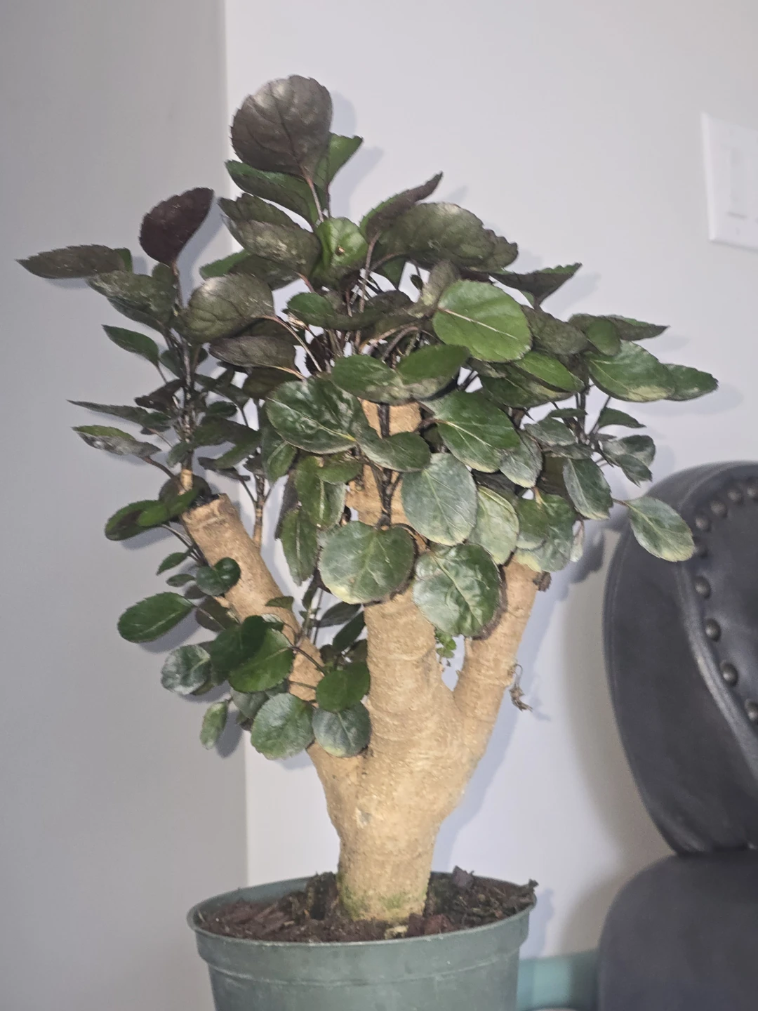 Decorative Houseplant - photo 3