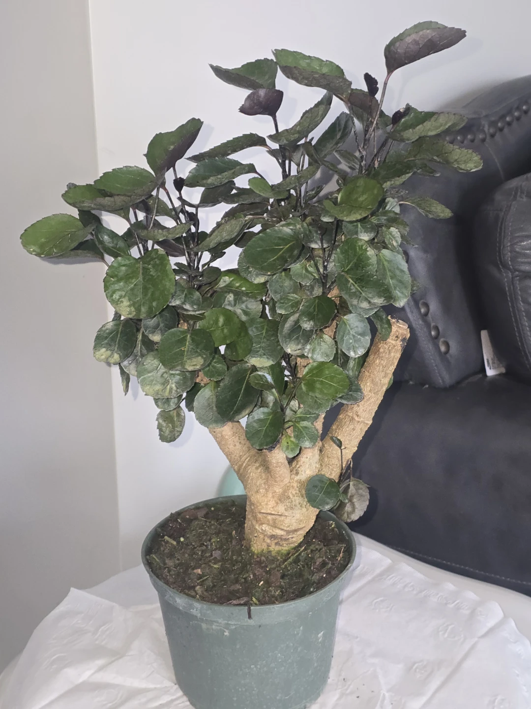 Decorative Houseplant - photo 4