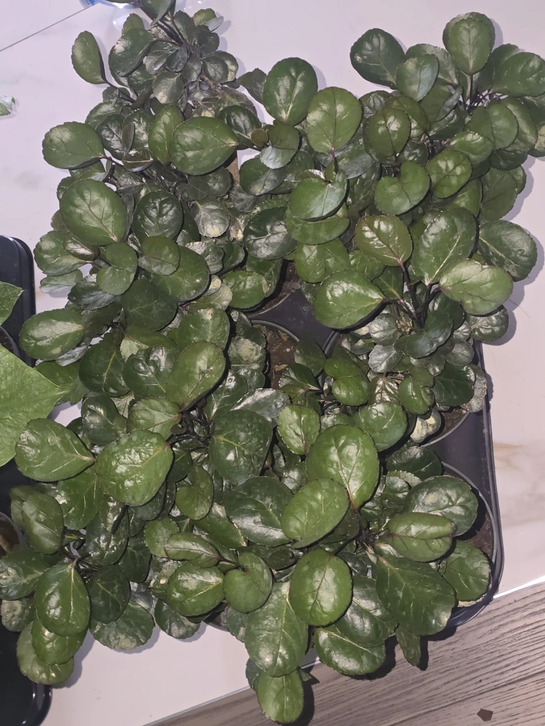 Decorative Houseplant - photo 5