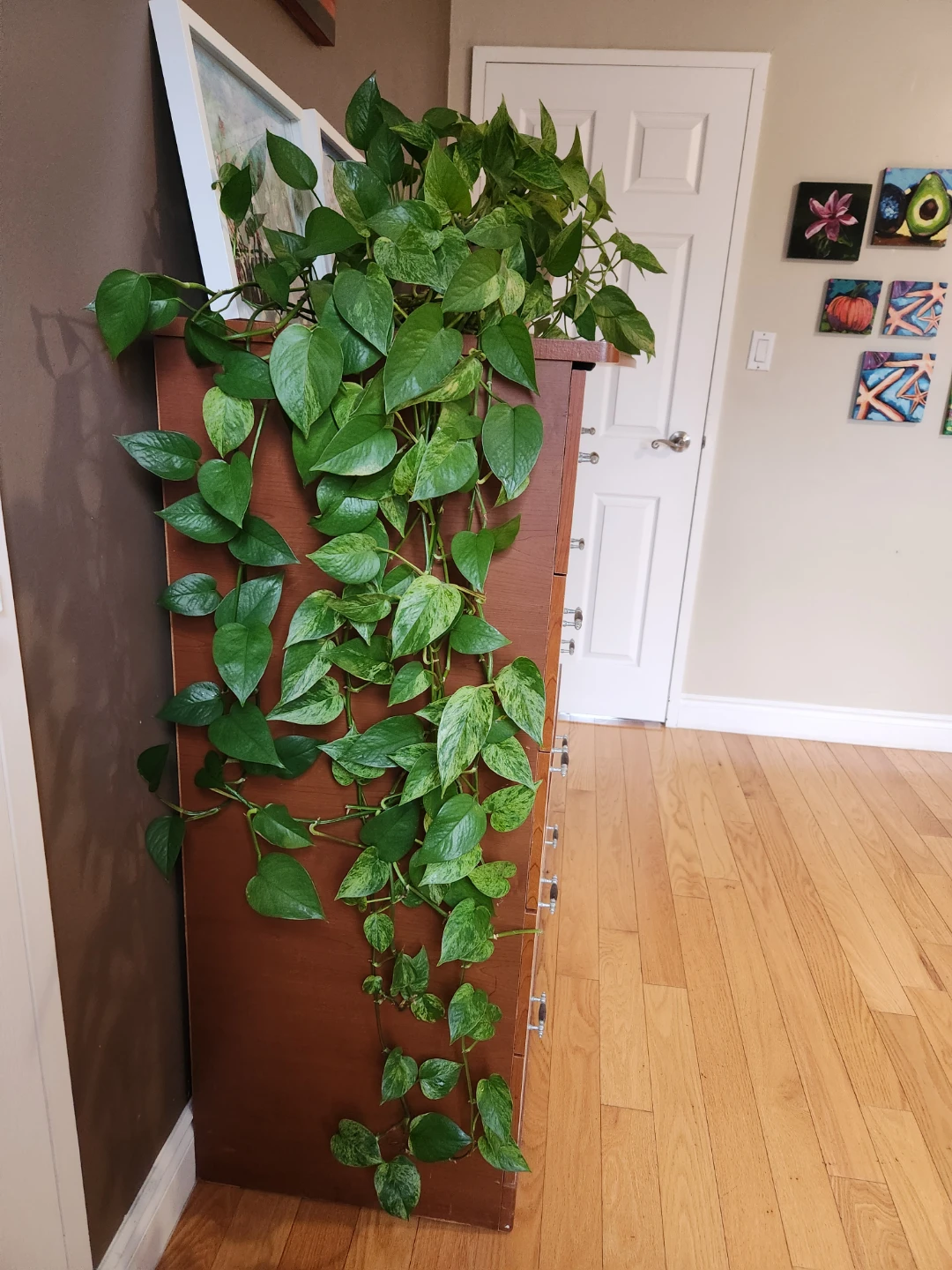 Marble Queen Pothos Plant - photo 5