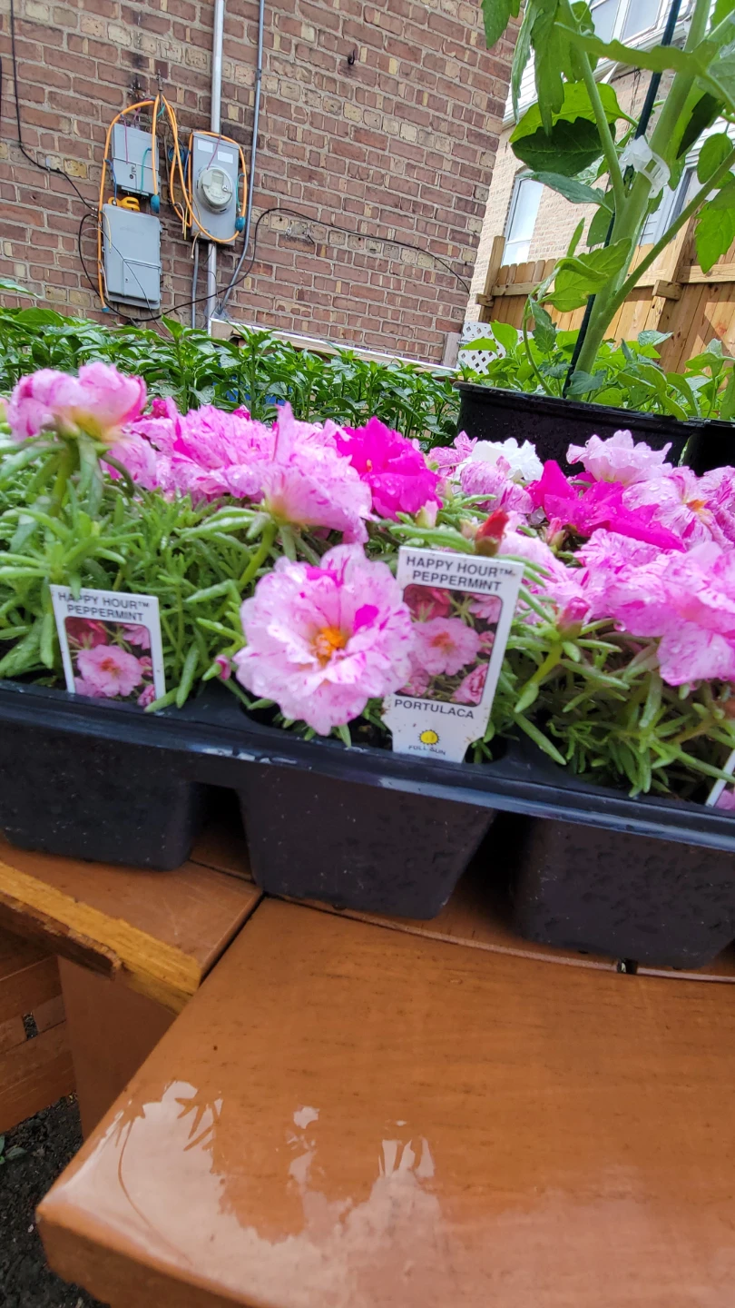 Various Garden Plants: Corn, Tomato, Petunia, Pepper, Portulaca - photo 4