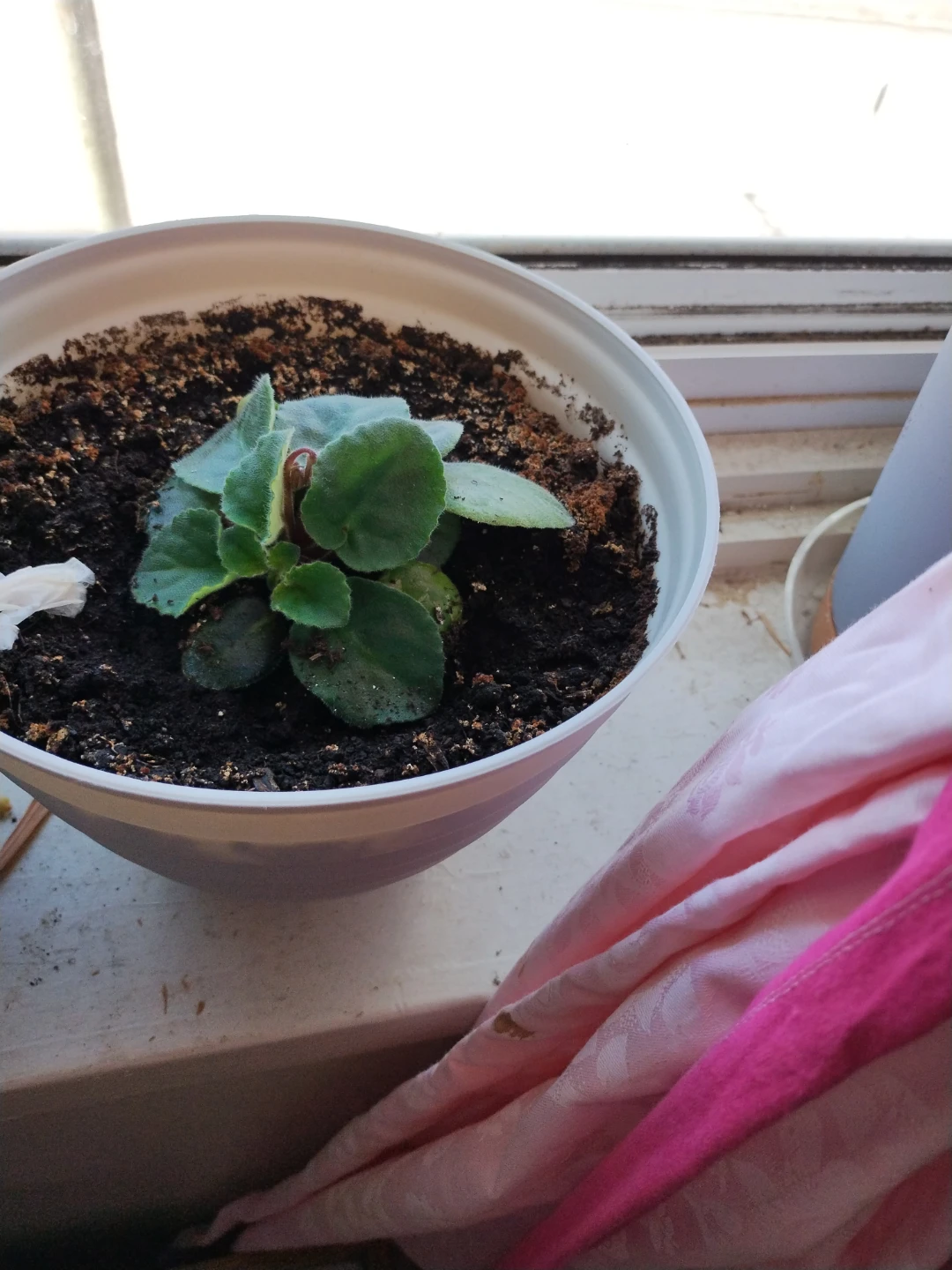 African Violet Plant in White Pot