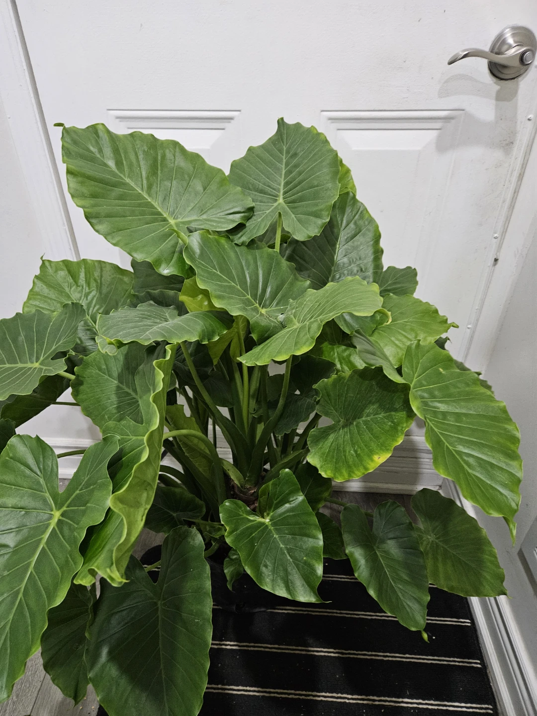Large Elephant Ear Plant