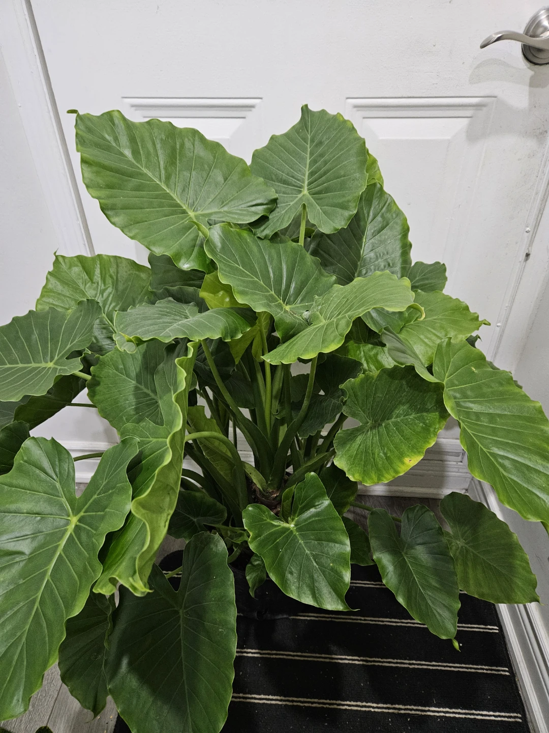 Large Elephant Ear Plant - photo 2