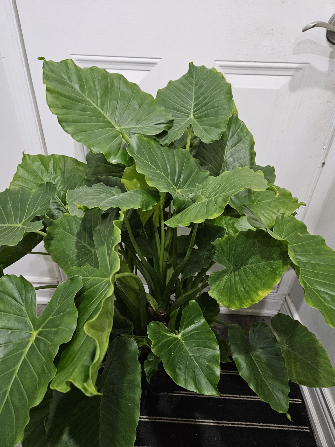 Large Elephant Ear Plant - photo 5