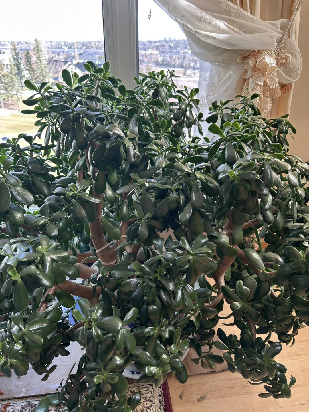 Large Jade Plant