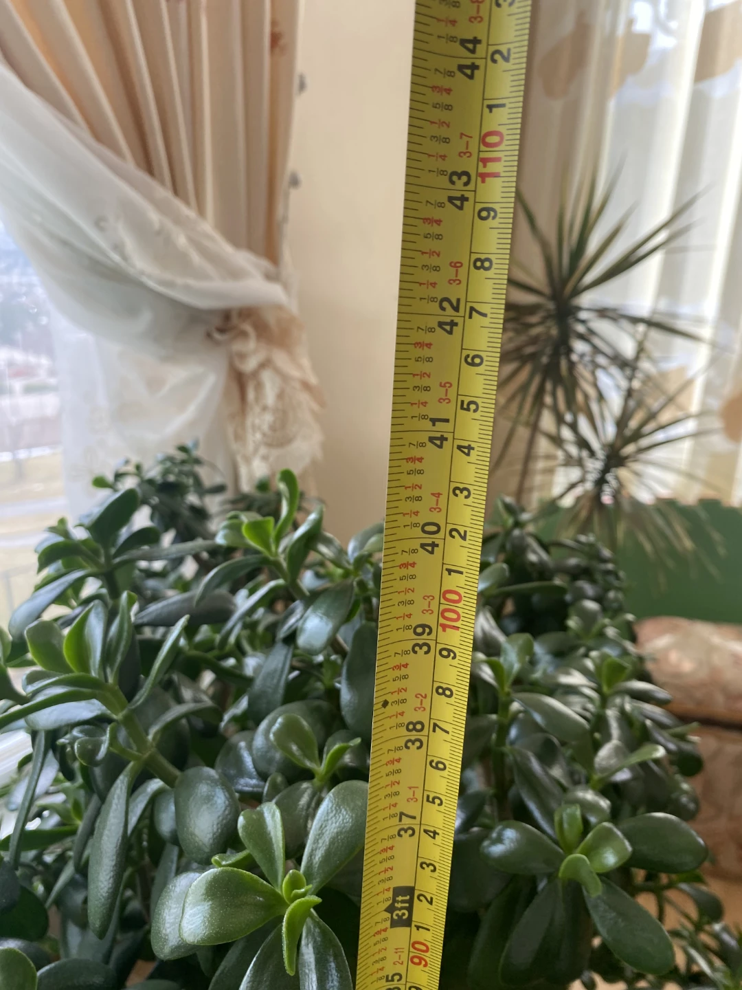 Large Jade Plant - photo 2
