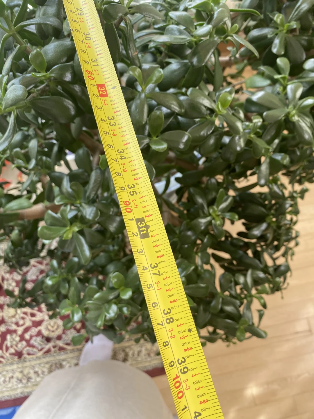 Large Jade Plant - photo 4