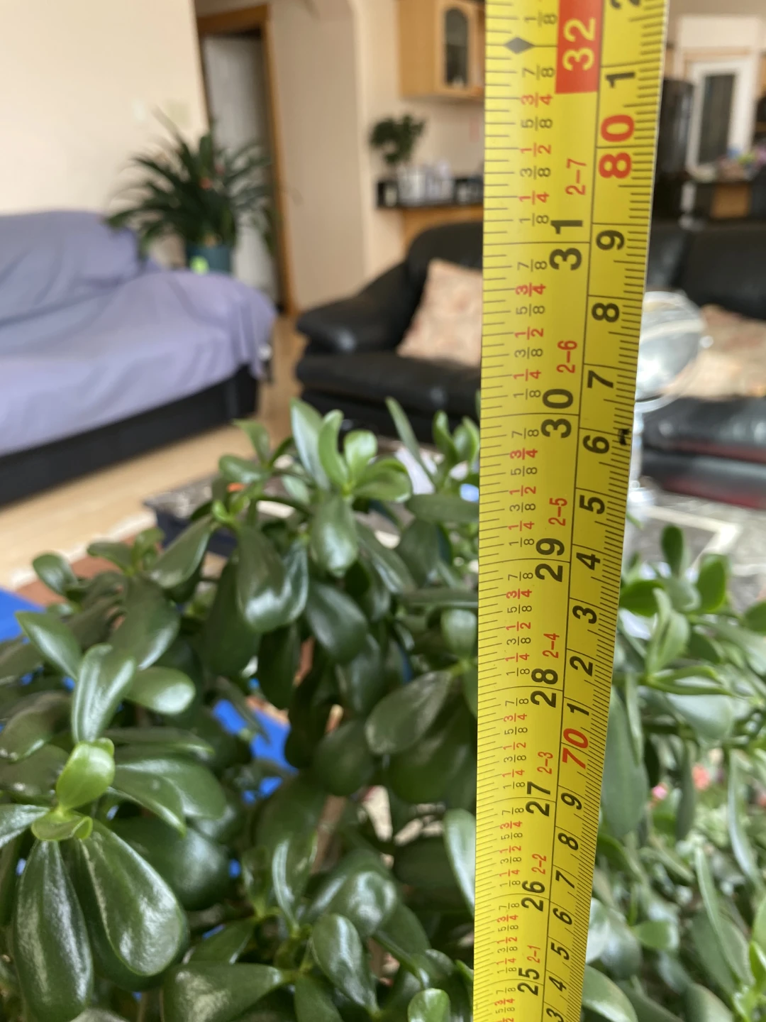 Large Jade Plant - photo 5