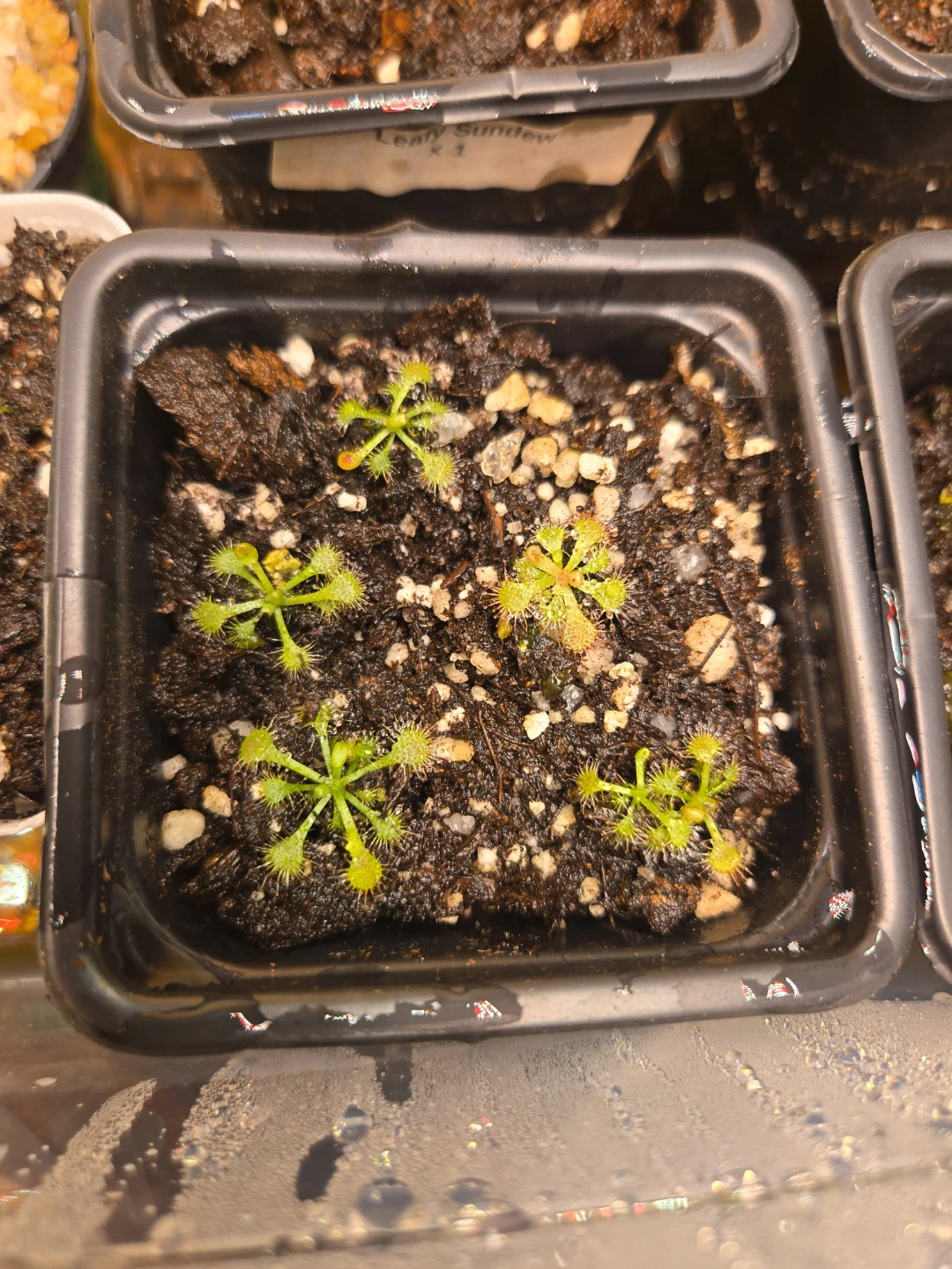 Drosera Rotundifolia - Carnivorous Plants