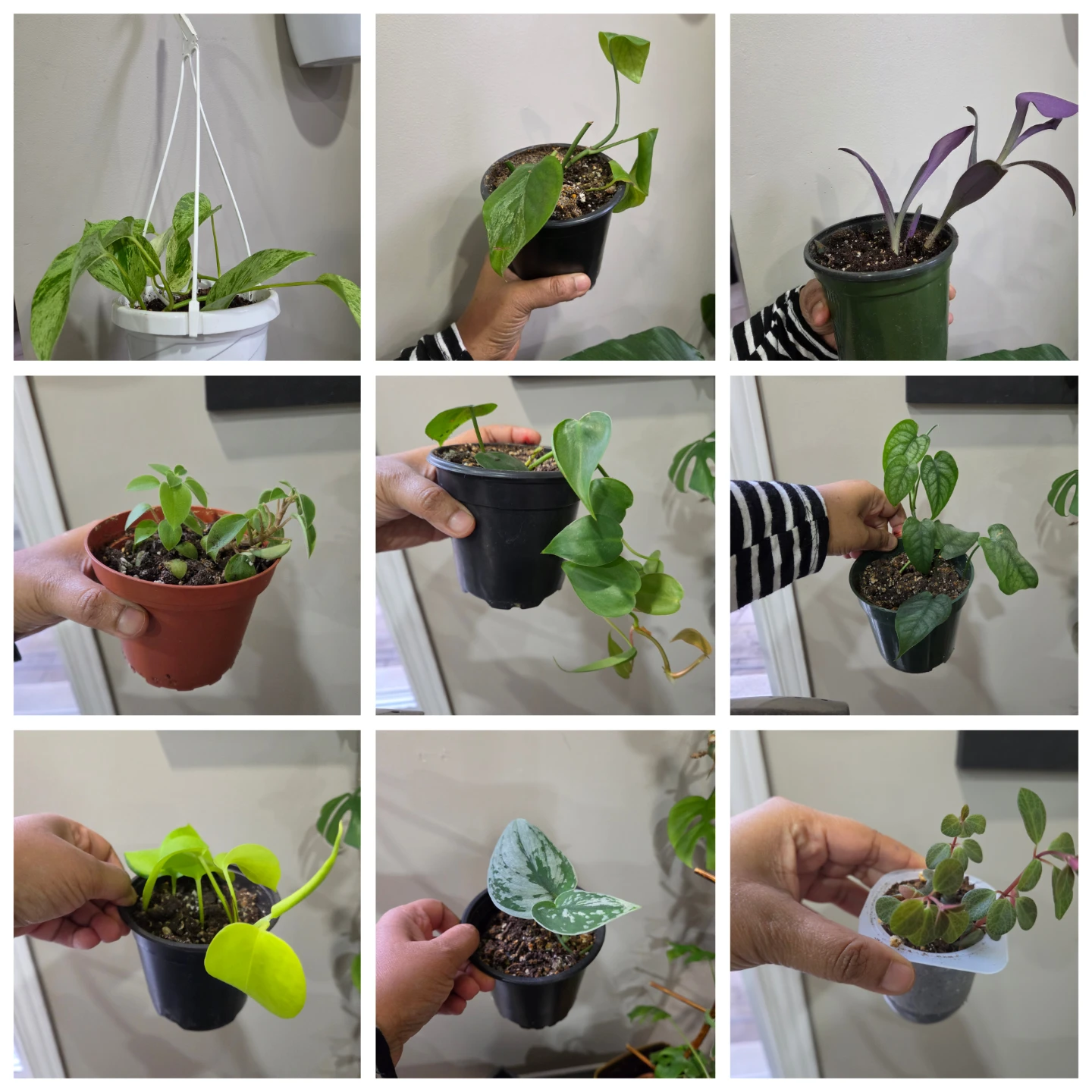 Indoor plants