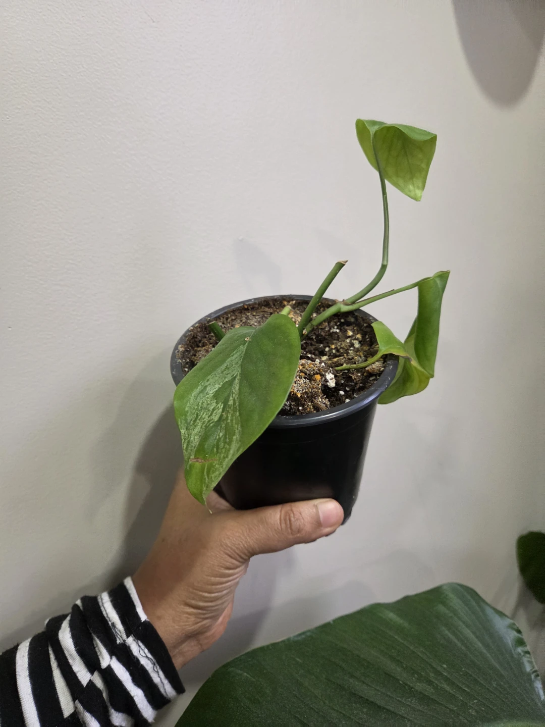 Indoor plants - photo 4