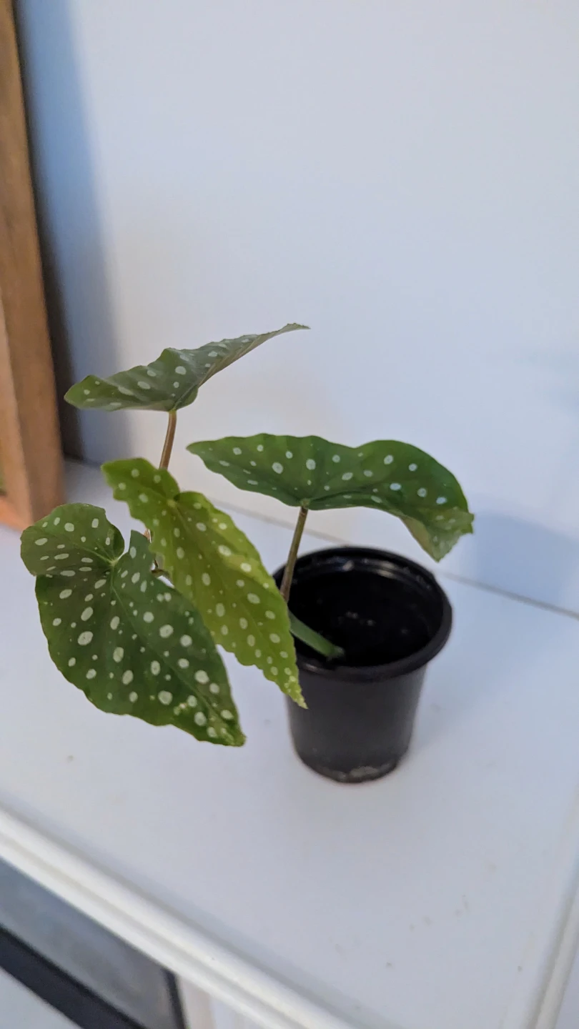 Begonia Maculata Plant (Easy care flowering indoor plant)
