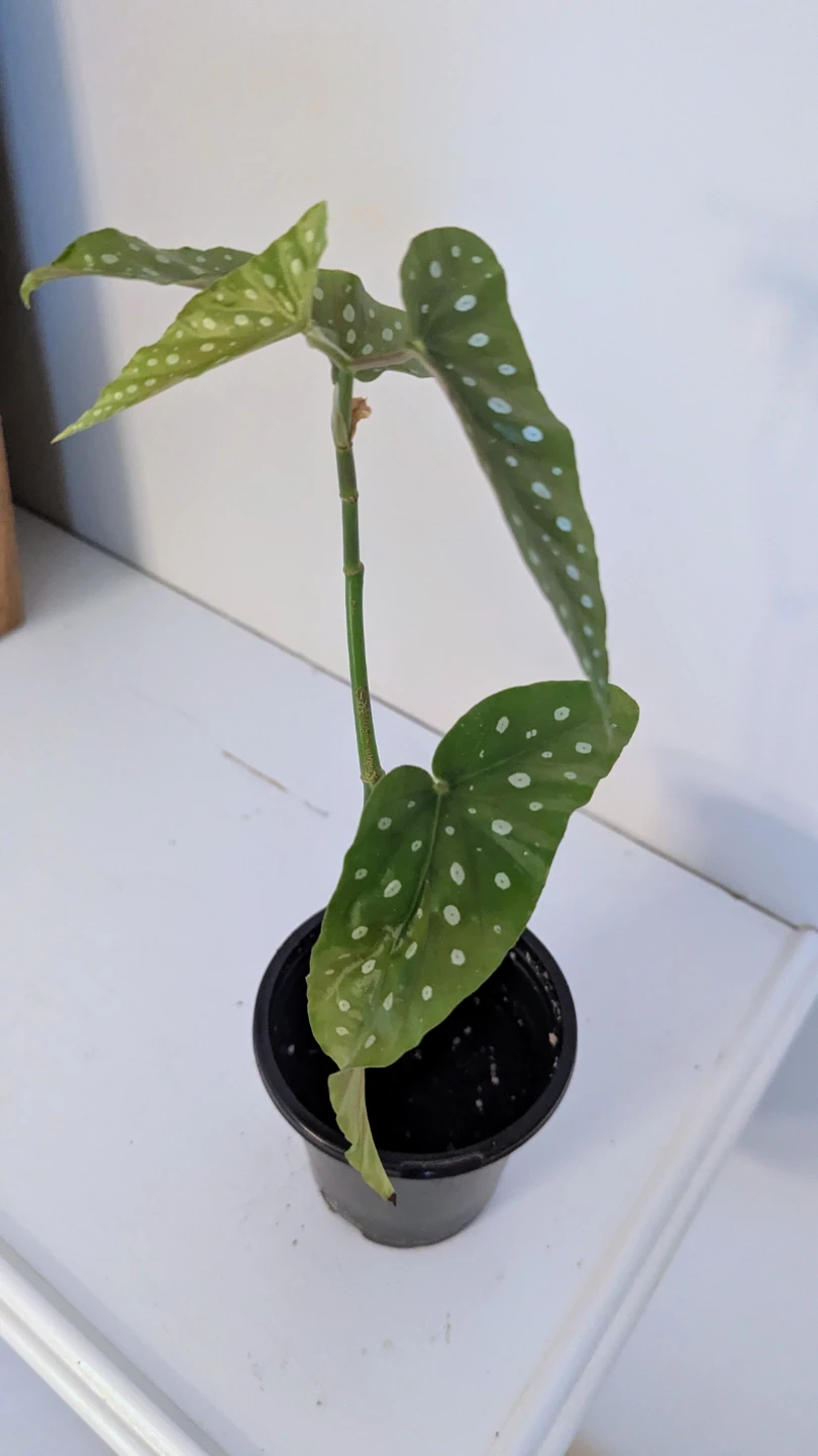 Begonia Maculata Plant (Easy care flowering indoor plant) - photo 2