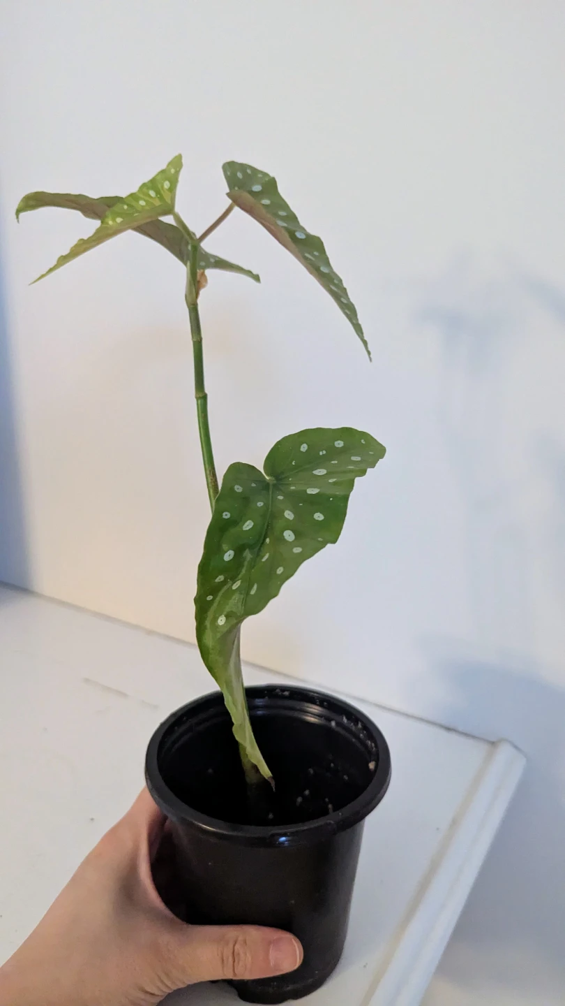 Begonia Maculata Plant (Easy care flowering indoor plant) - photo 4