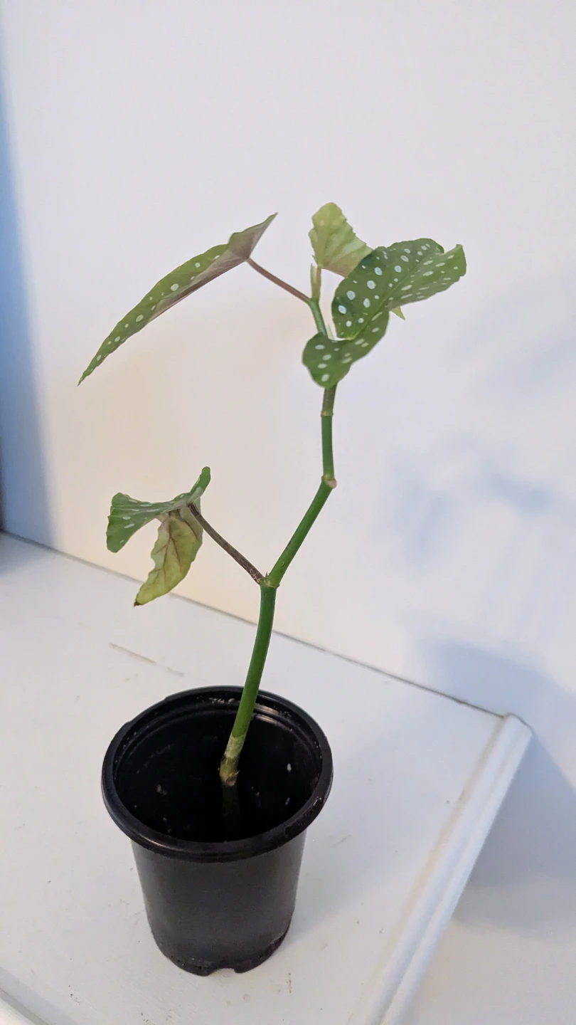 Begonia Maculata Plant (Easy care flowering indoor plant) - photo 5