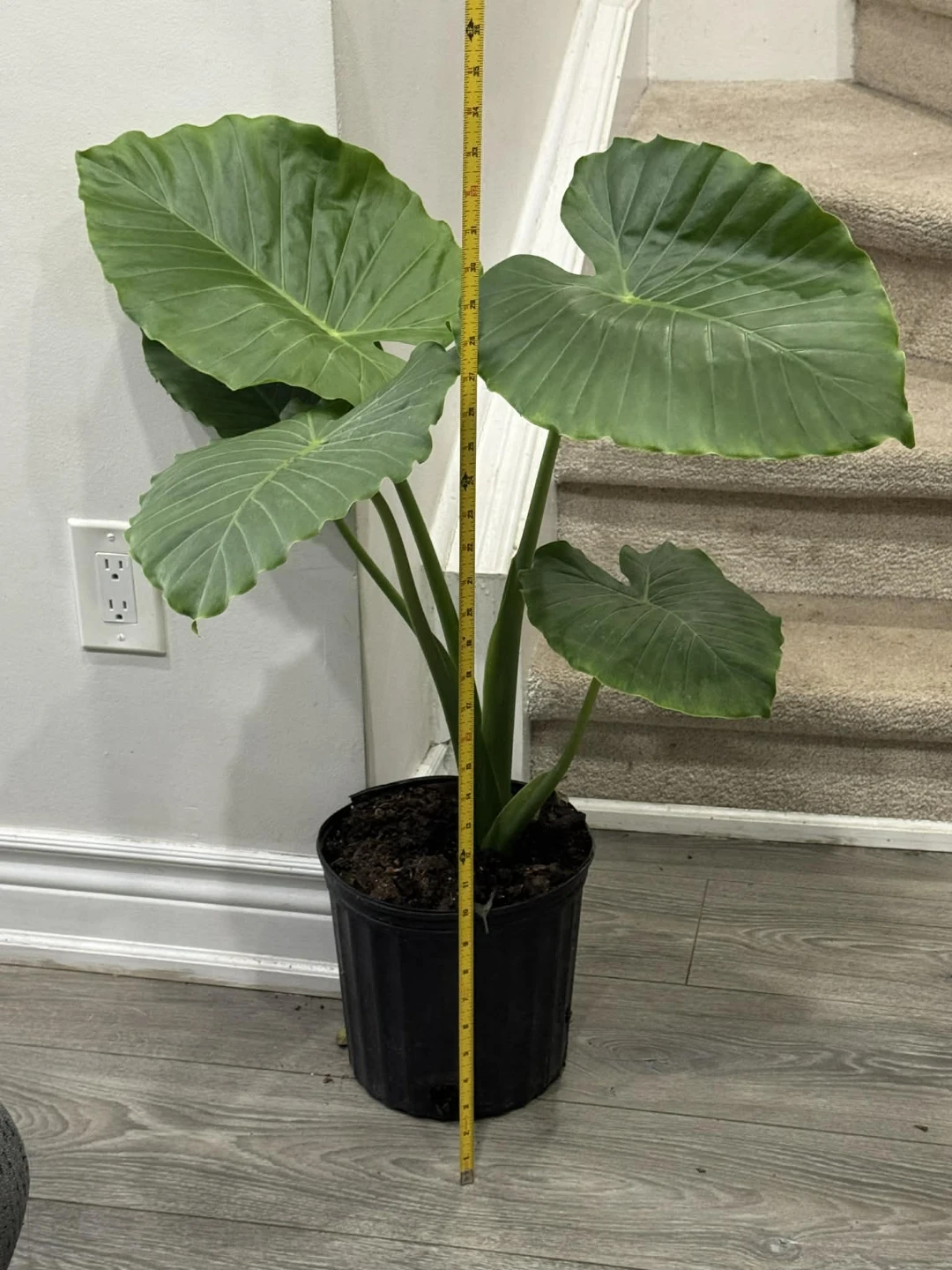 Large Elephant Ear Plant
