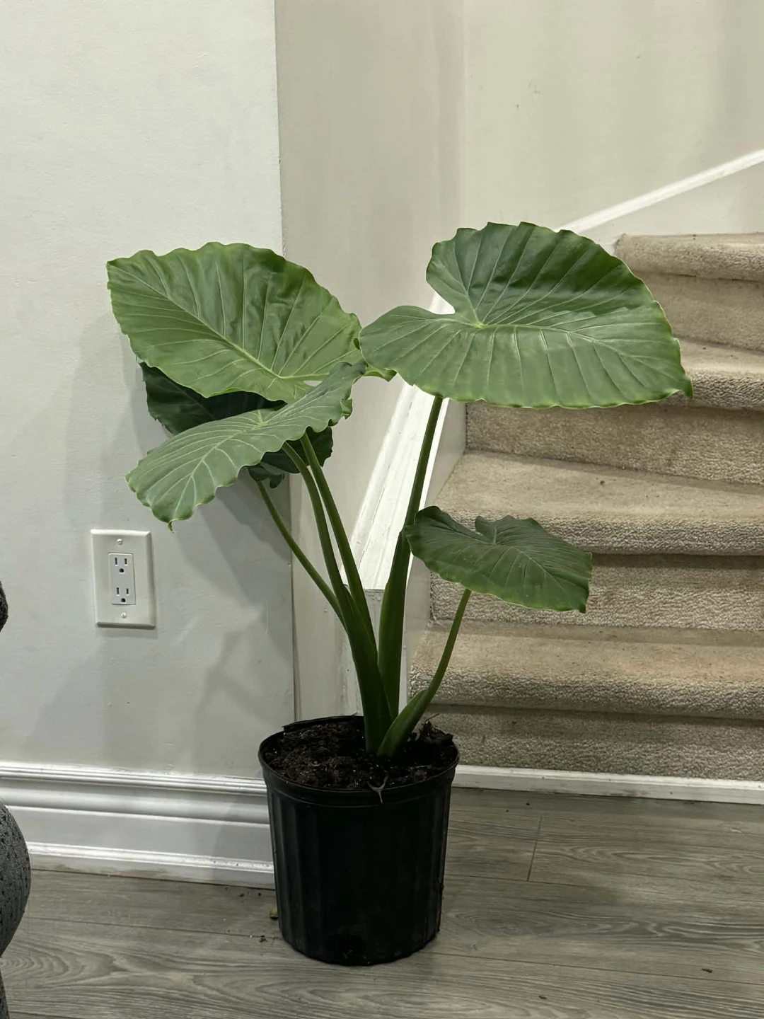 Large Elephant Ear Plant - photo 2