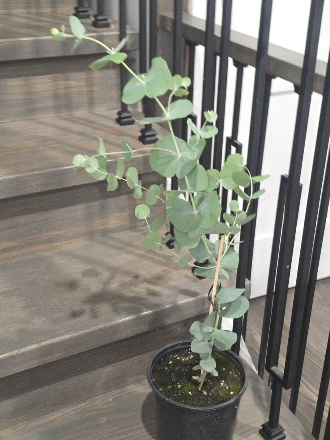 Eucalyptus plant  one gallon   pot