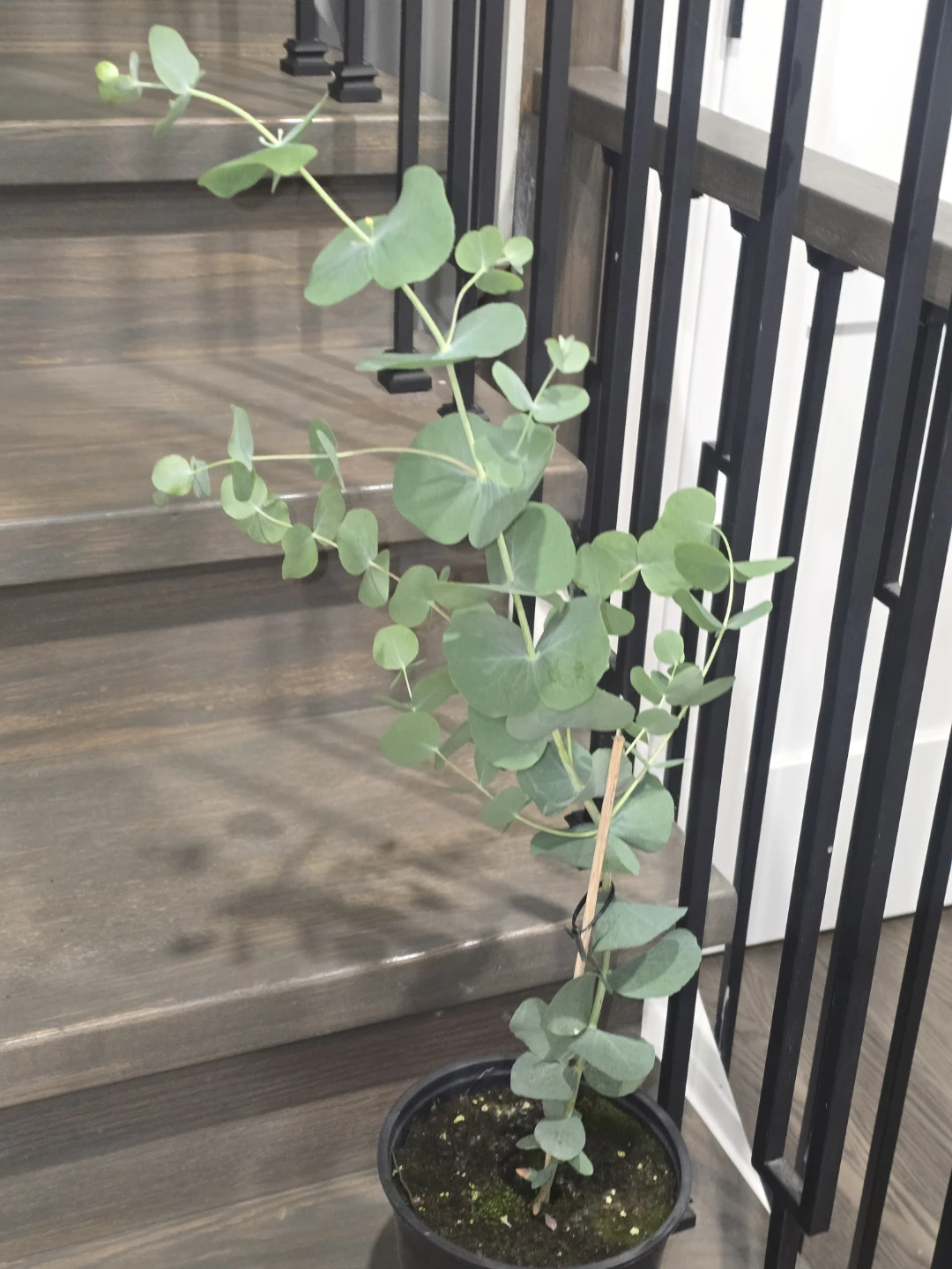 Eucalyptus plant  one gallon   pot - photo 2