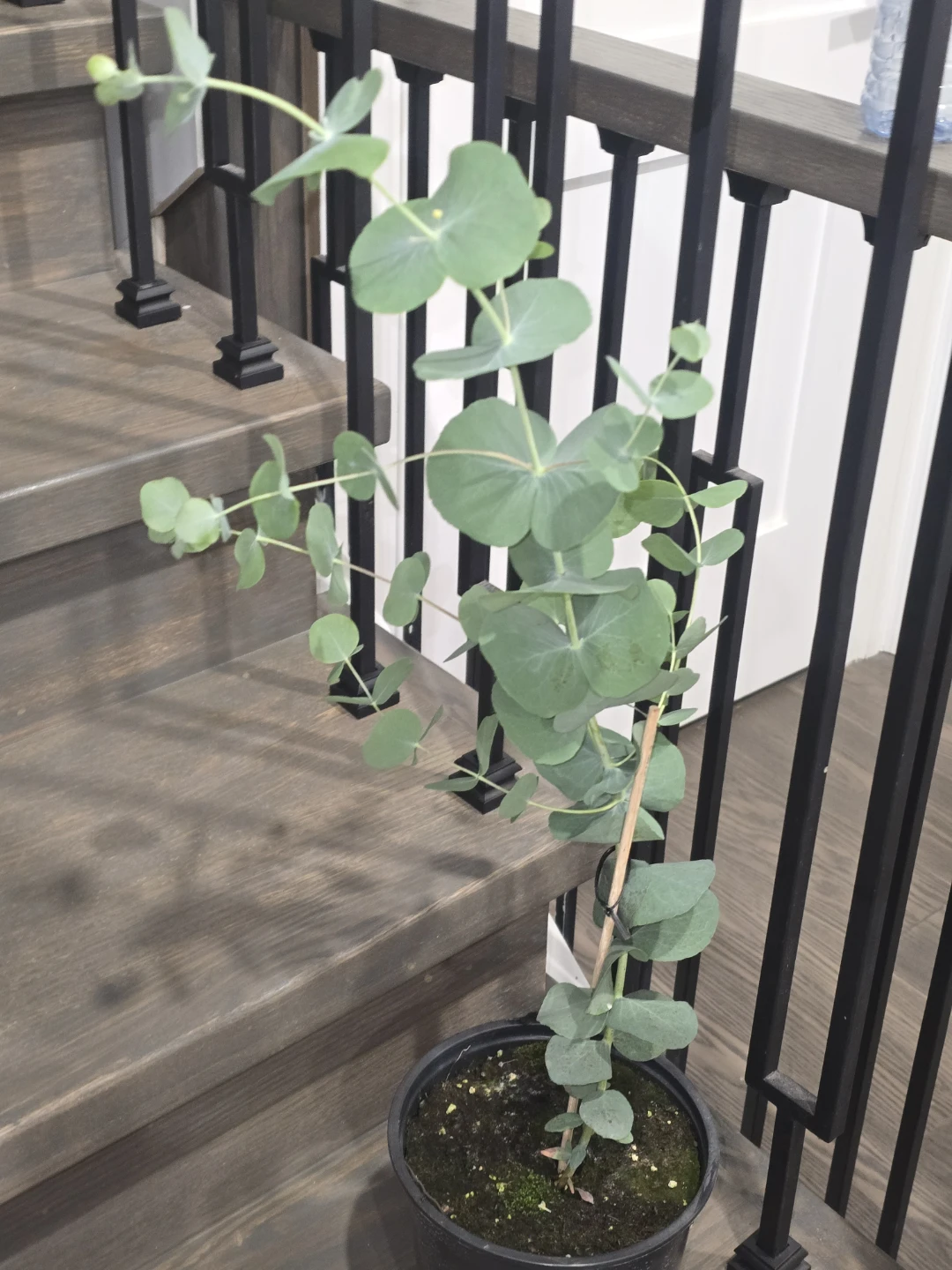 Eucalyptus plant  one gallon   pot - photo 3