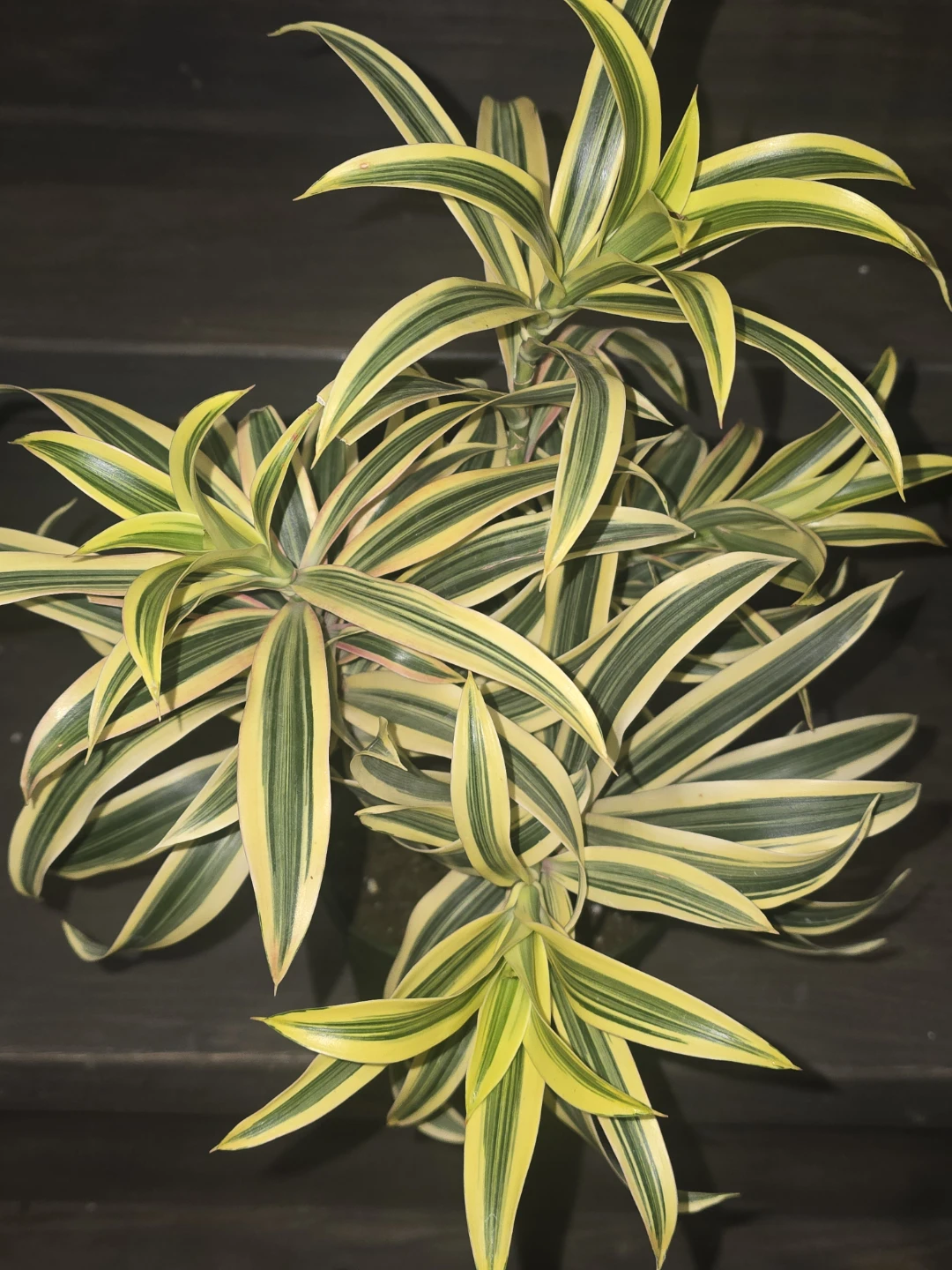 Variegated Dracaena Plant.  Song of India