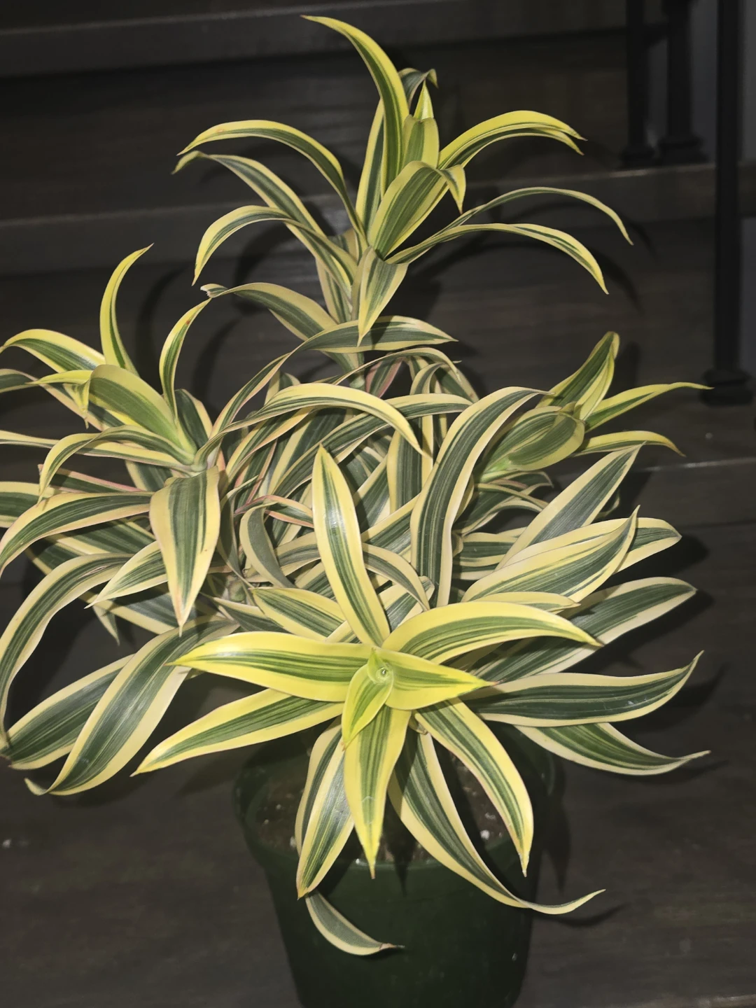 Variegated Dracaena Plant.  Song of India - photo 3