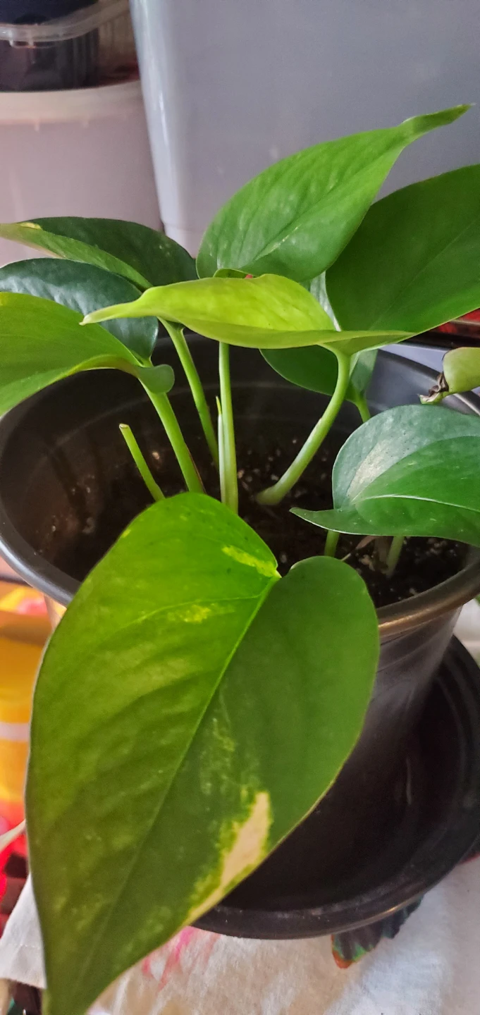 Pothos Plant