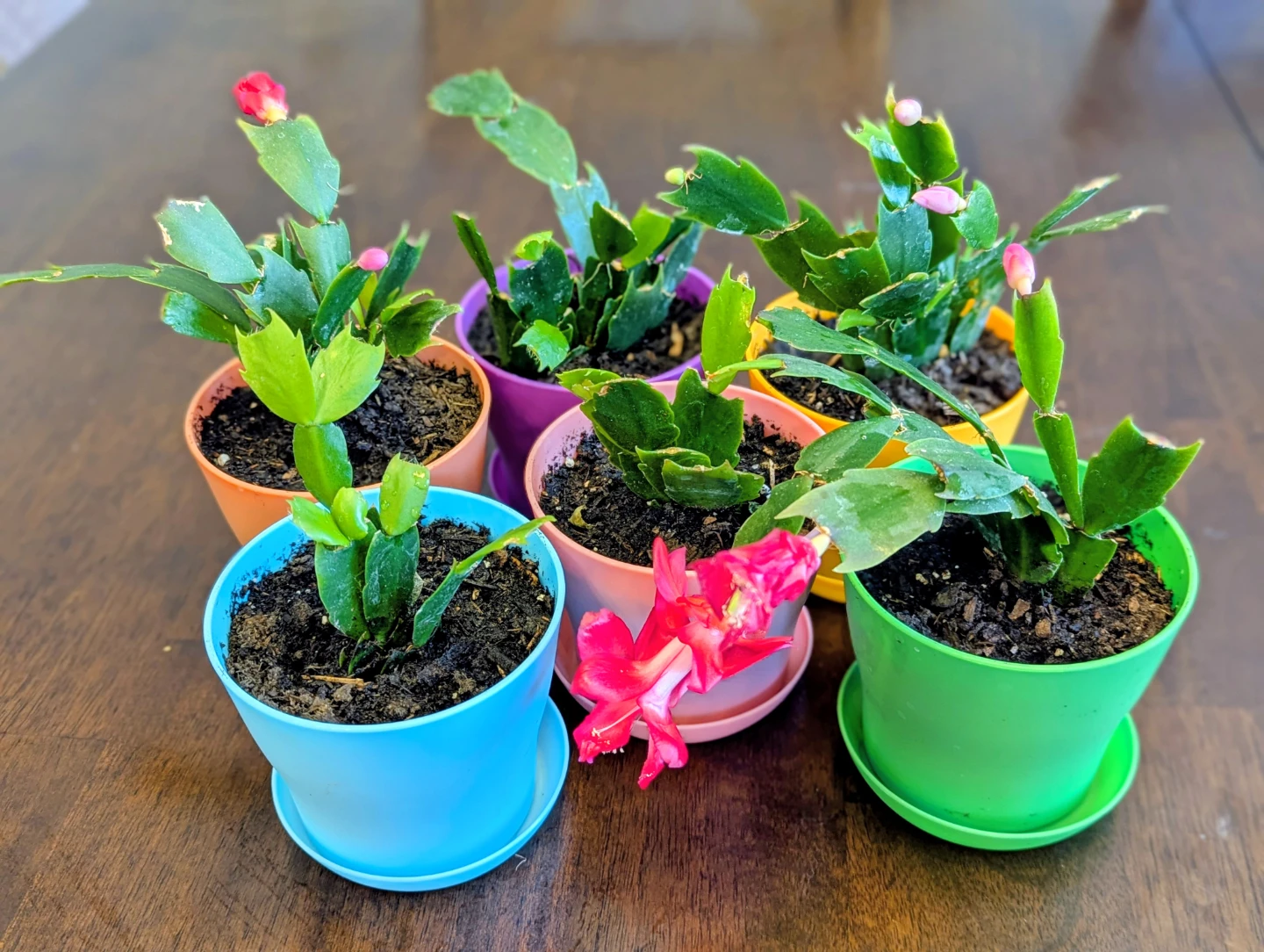 Easter & Spring Plant Sale