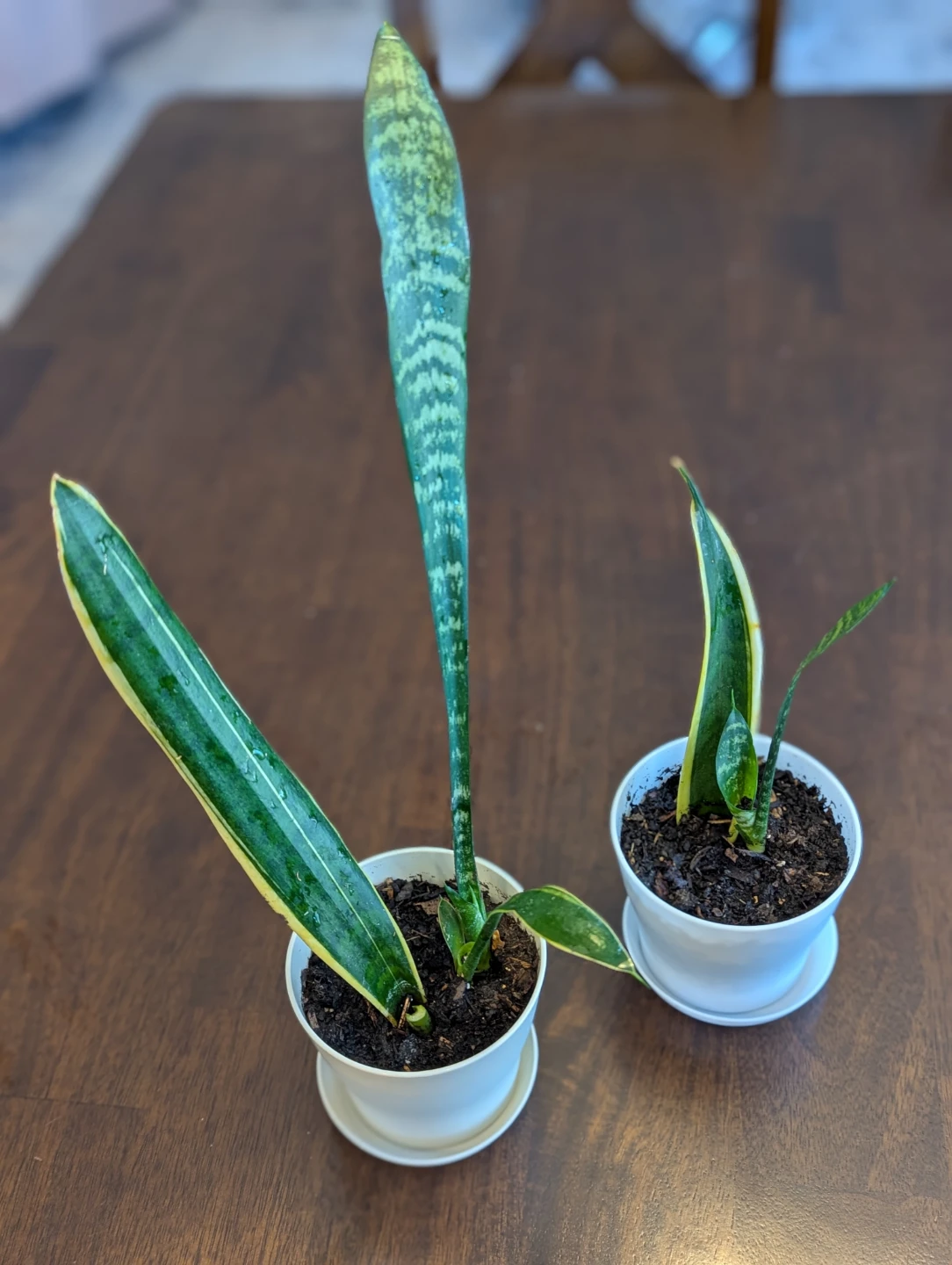 Easter & Spring Plant Sale - photo 2