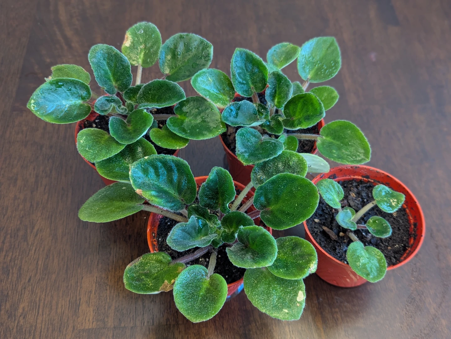 Easter & Spring Plant Sale - photo 3