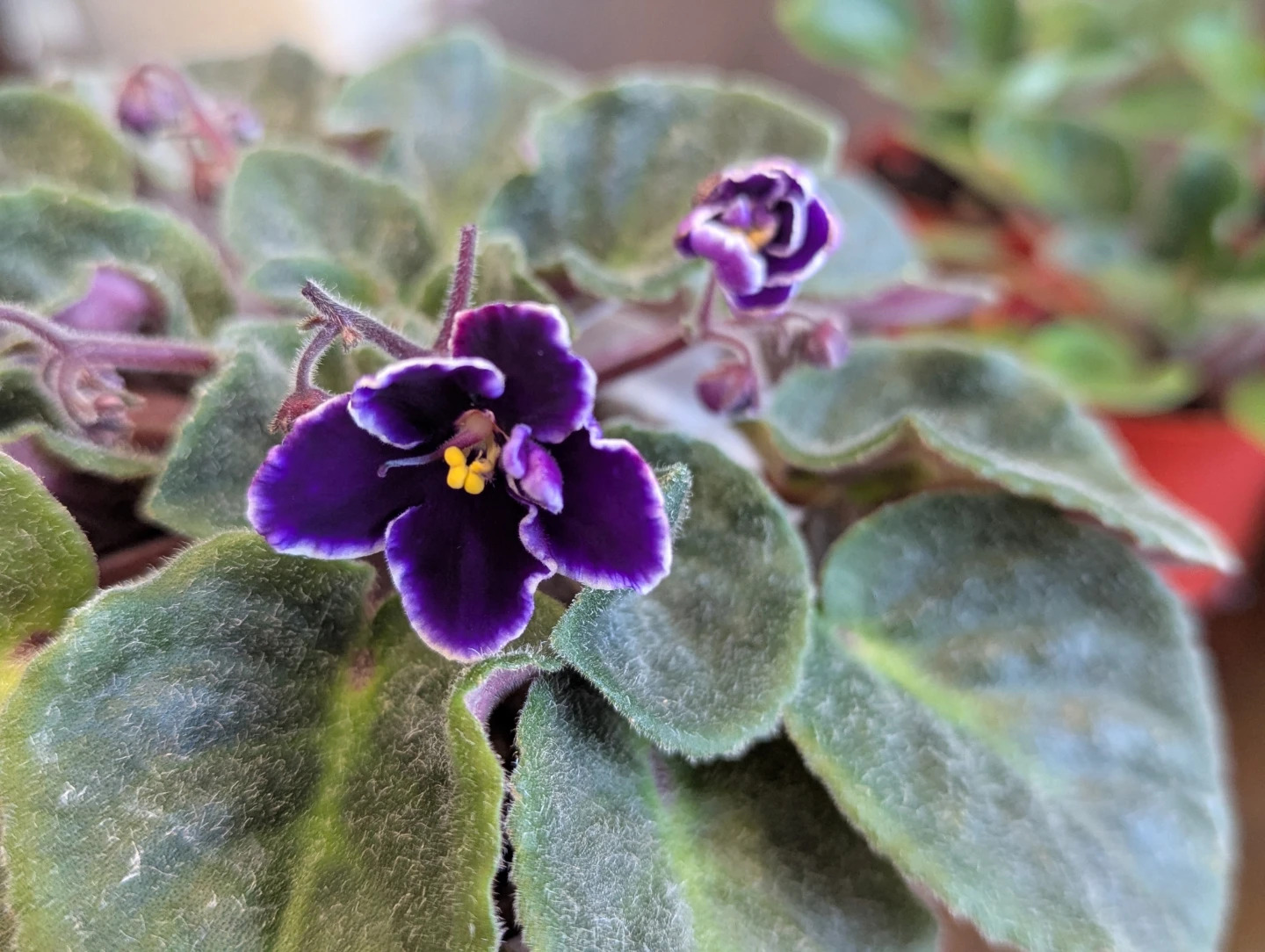 Easter & Spring Plant Sale - photo 4