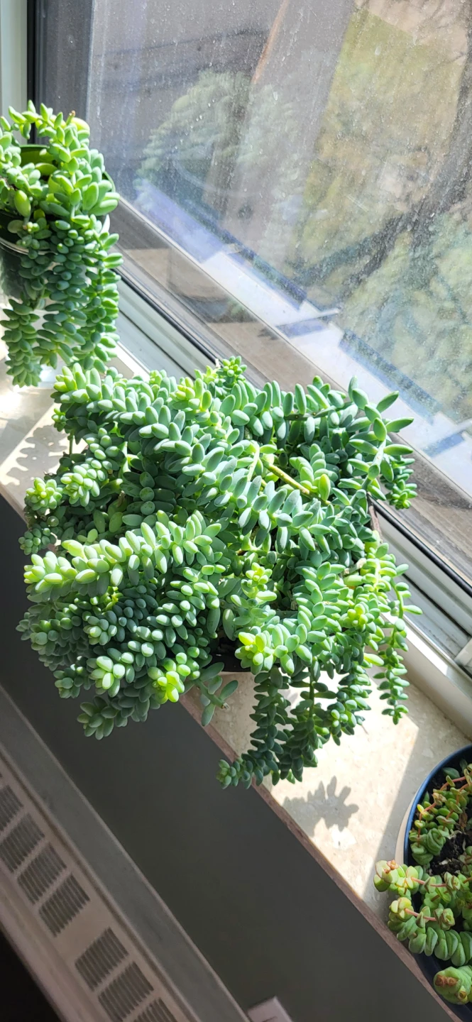 Burro's Tails