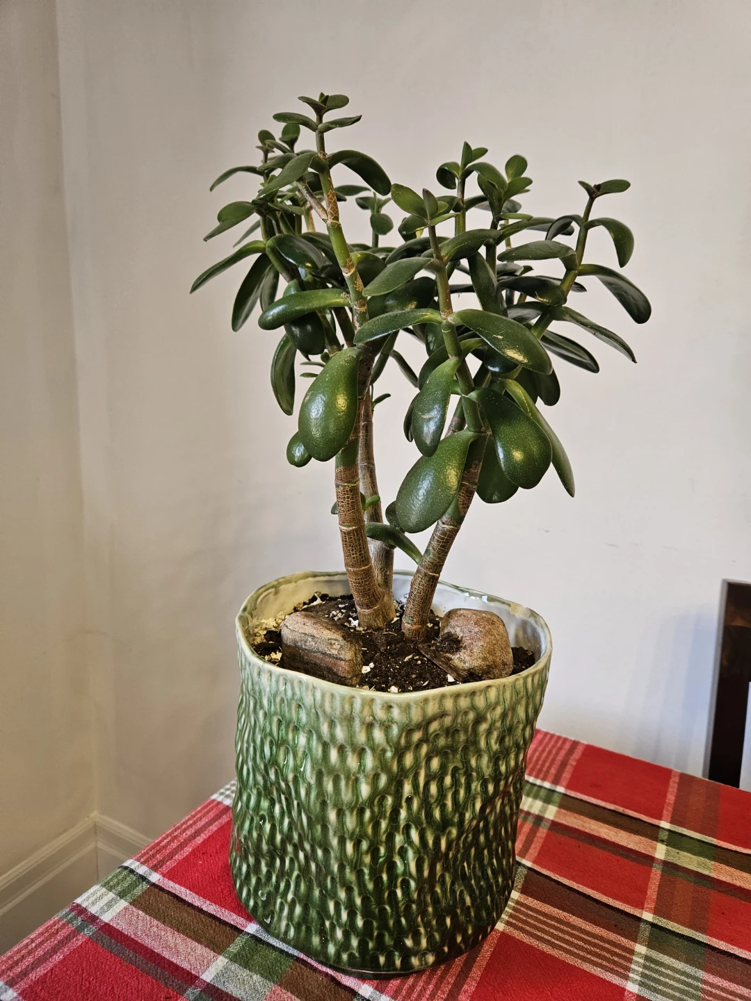 Jade Plant in Textured Green Ceramic Pot