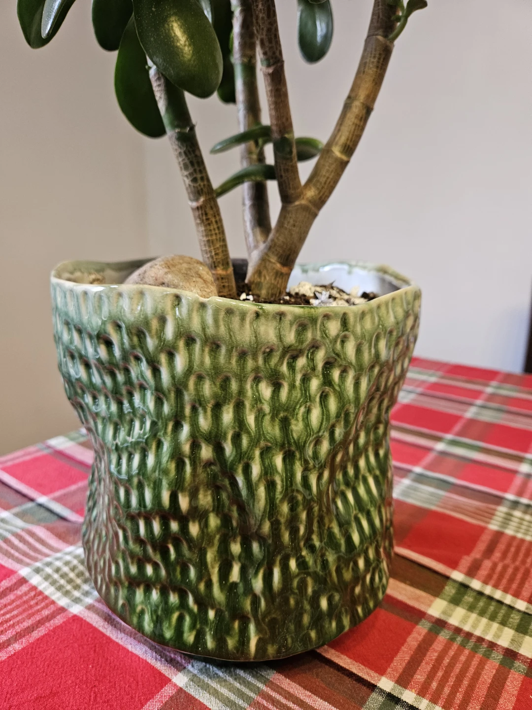 Jade Plant in Textured Green Ceramic Pot - photo 3