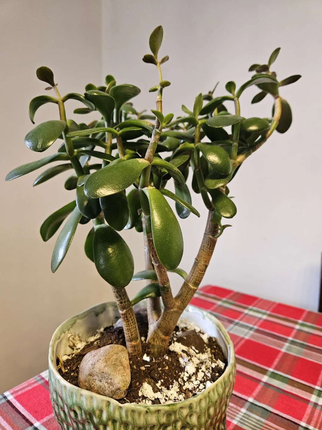 Jade Plant in Textured Green Ceramic Pot - photo 5