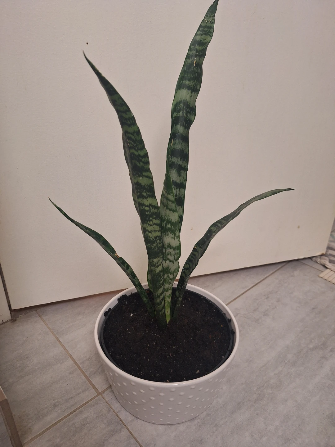 Snake Plant in White Polka Dot Pot