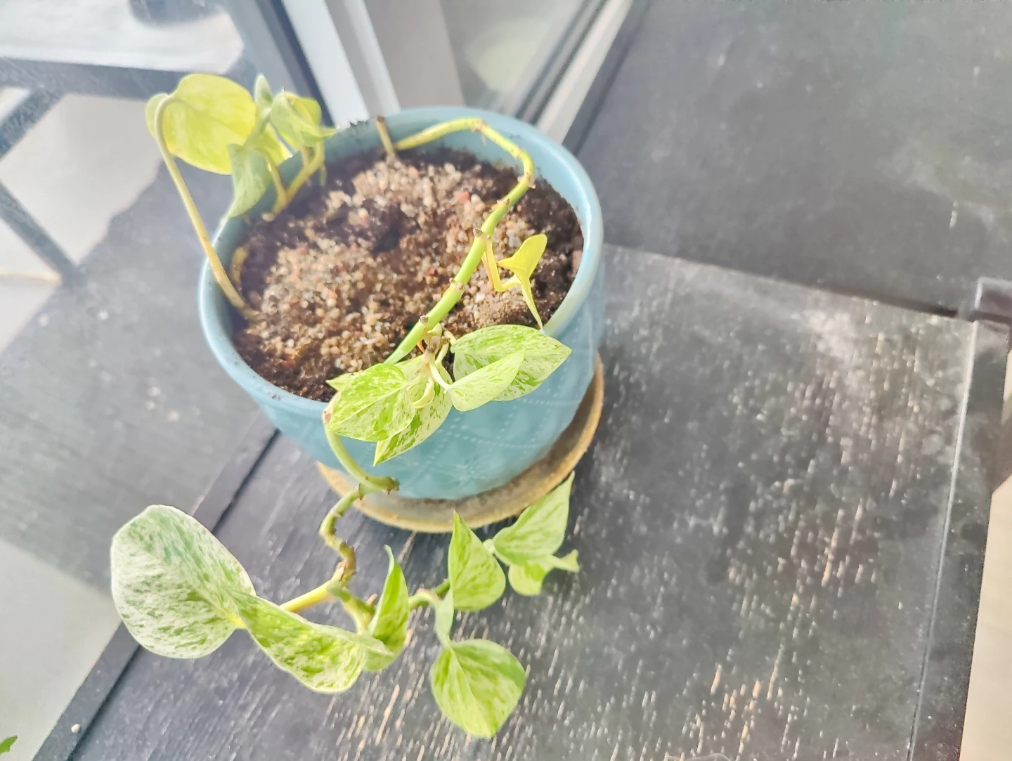 Pothos Plant in Blue Pot - photo 2