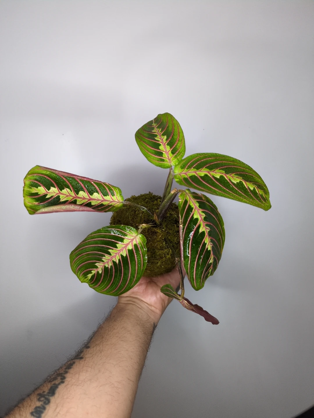Maranta Prayer Plant Kokedama - photo 5