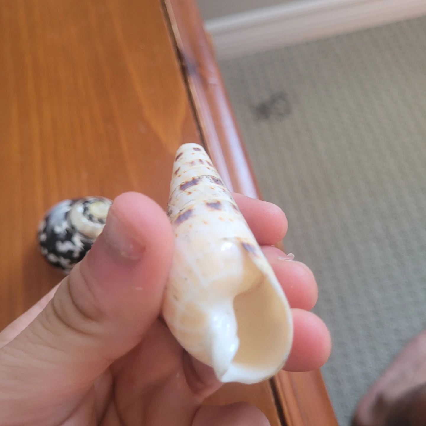 Two Decorative Seashells - photo 2