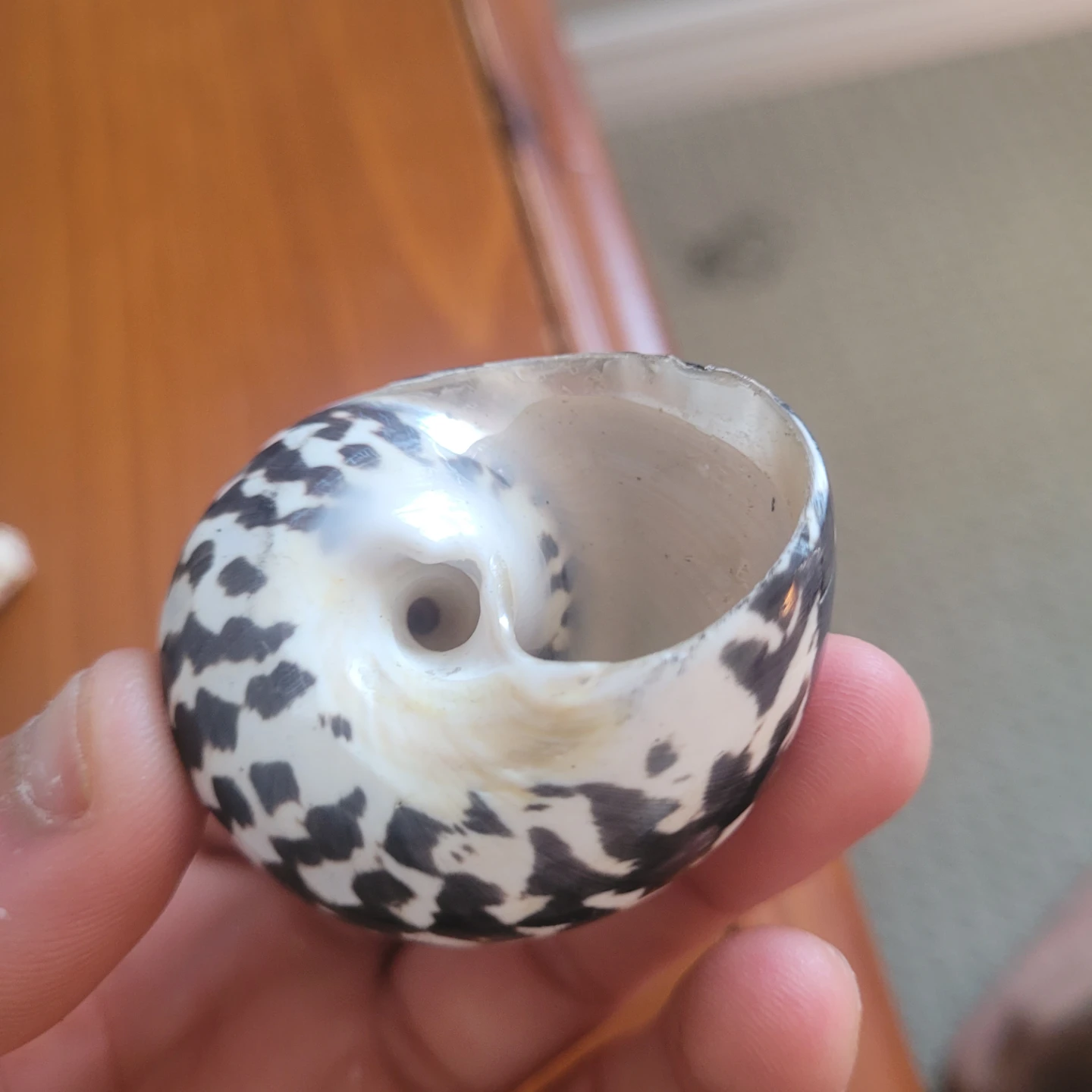 Two Decorative Seashells - photo 3