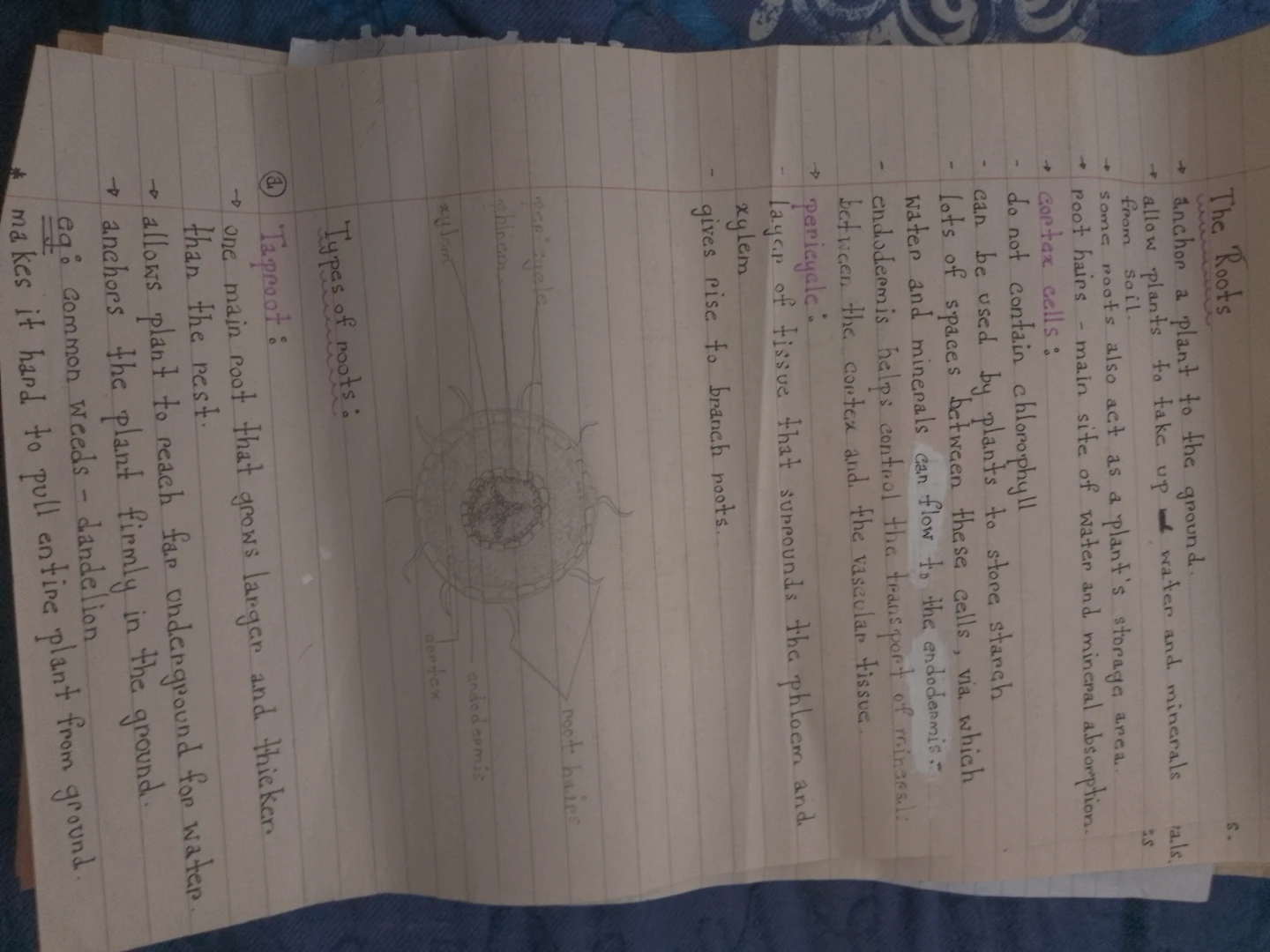 Grade 10 Science Notes 🌱 - photo 4