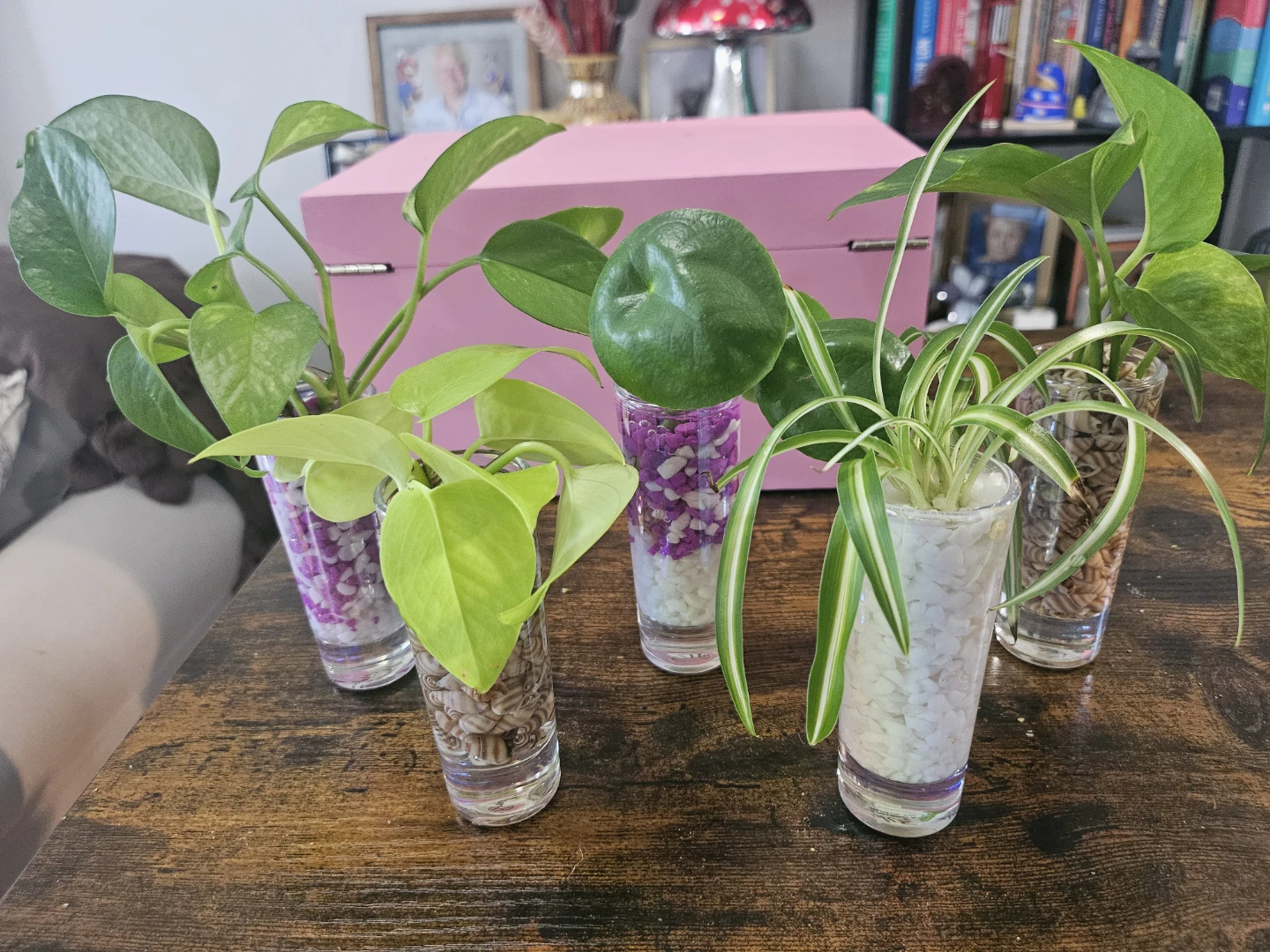 Hydroponic plants