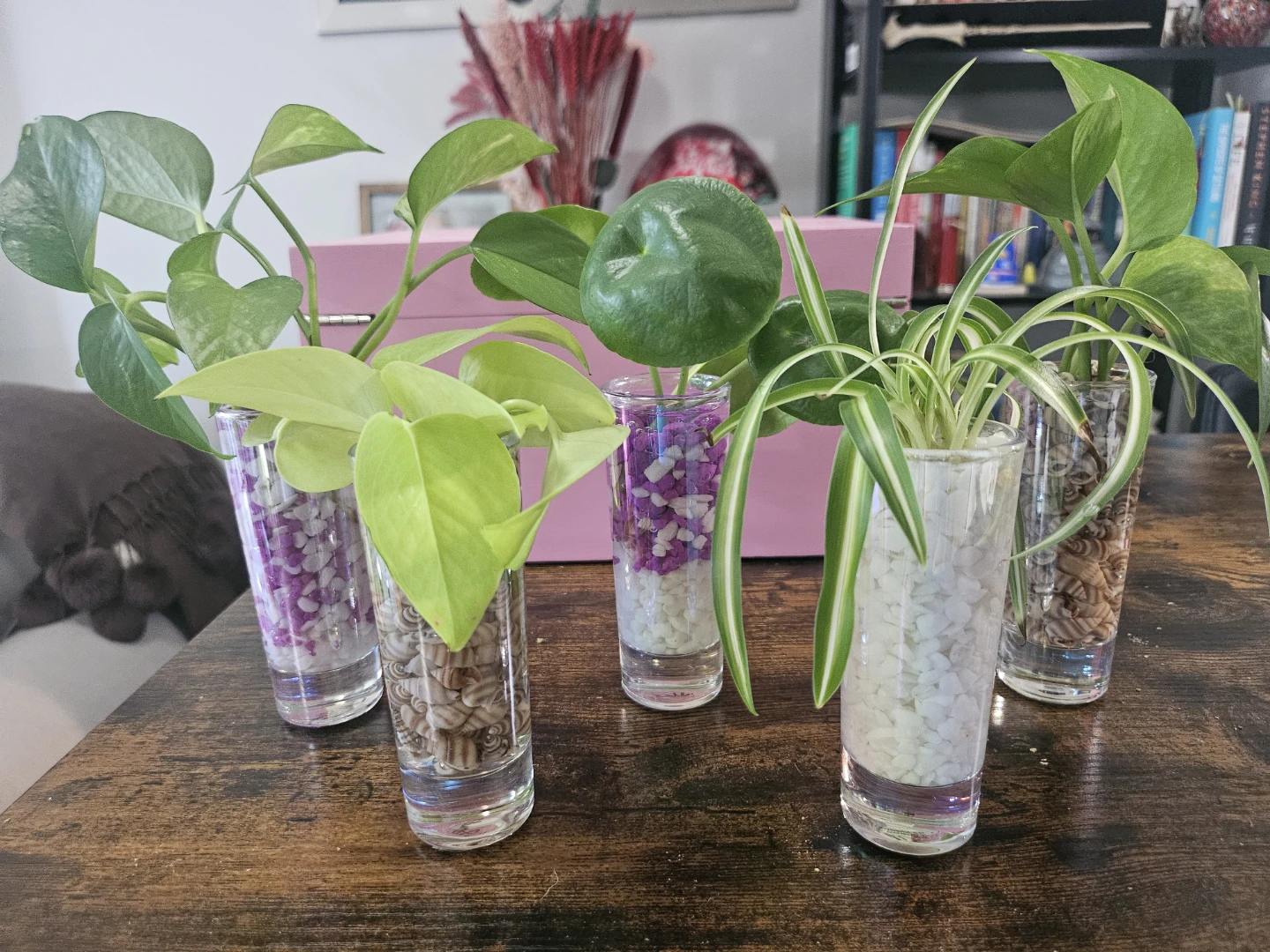 Hydroponic plants - photo 2