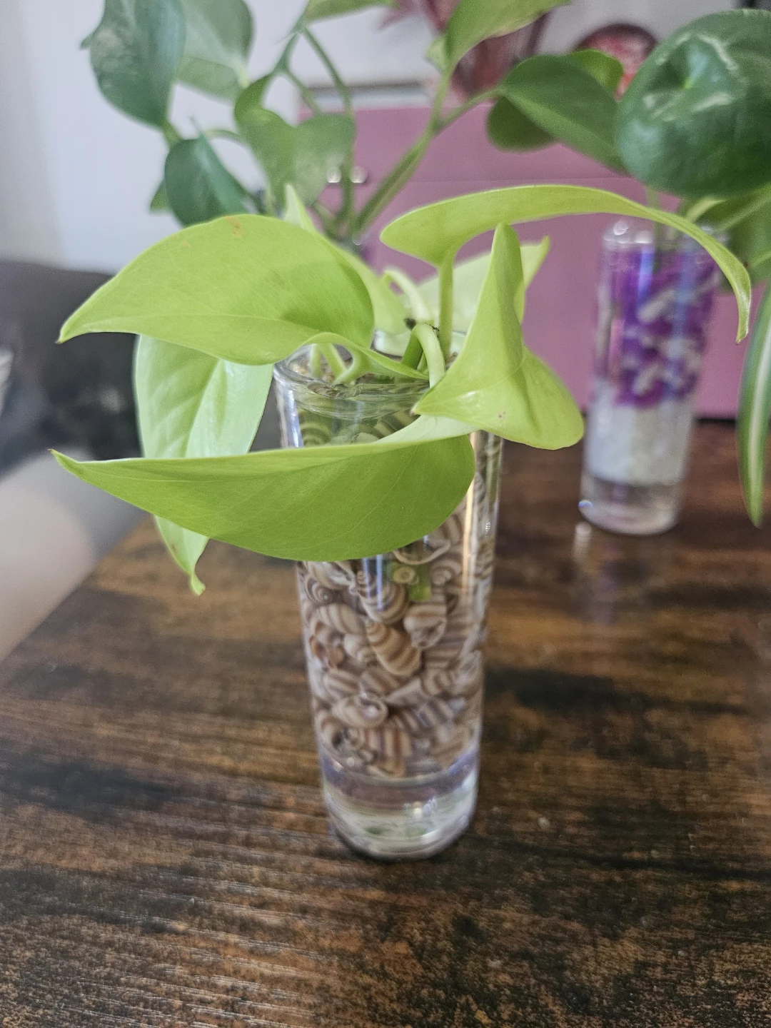 Hydroponic plants - photo 3