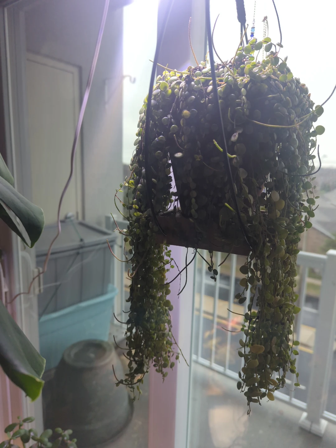 String of Turtles Plant Cutting - photo 2
